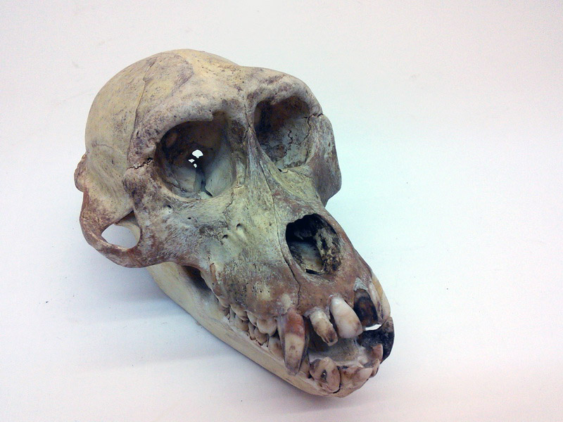 craneo animal 14x9x10 1u